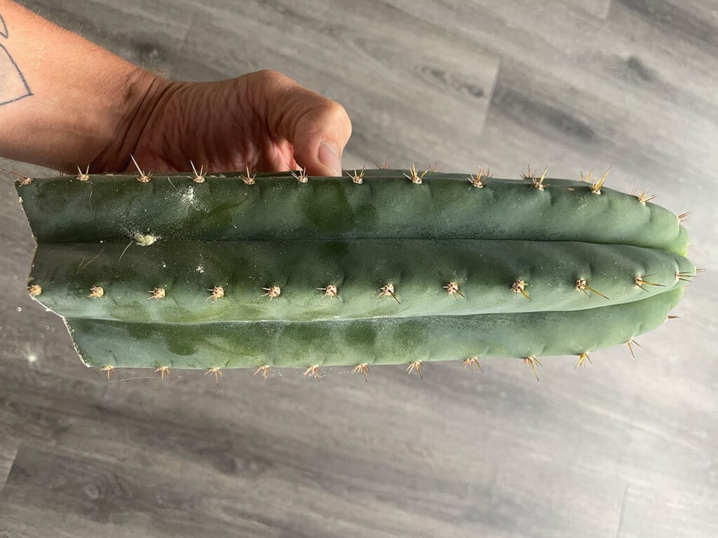 Tr. peruvianus - Peruvian Torch | Cactocereus UK t/a