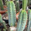 Trichocereus Scopulicola 10Cm 04