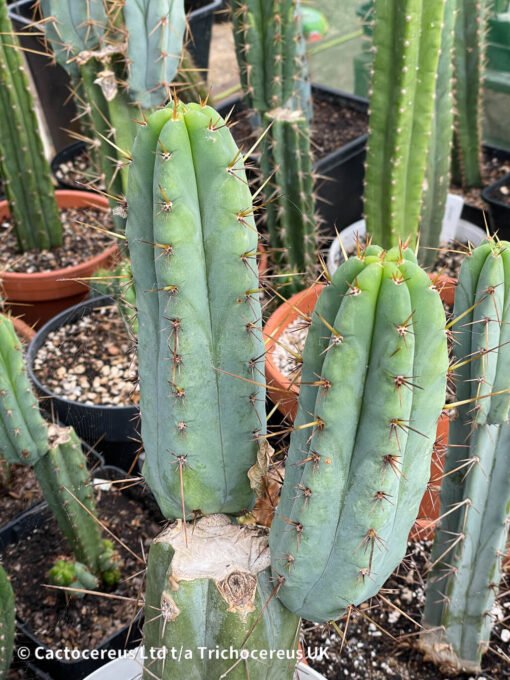 Tr. Bridgesii “Ppk”