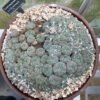 Lophophora Williamsii Var Caespitosa 1