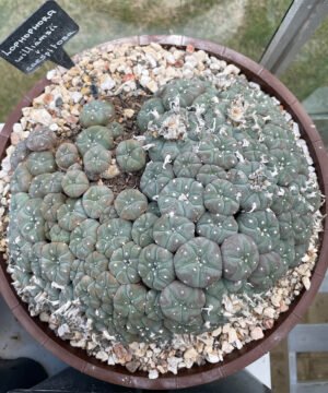 Lophophora williamsii var caespitosa 1