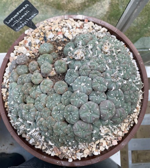 Lophophora Williamsii Var Caespitosa 1