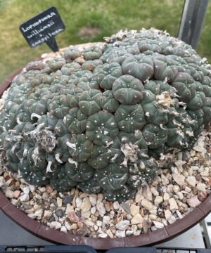 Lophophora Williamsii Var Caespitosa 2