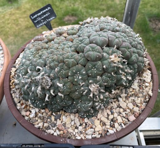 Lophophora Williamsii Var Caespitosa 2