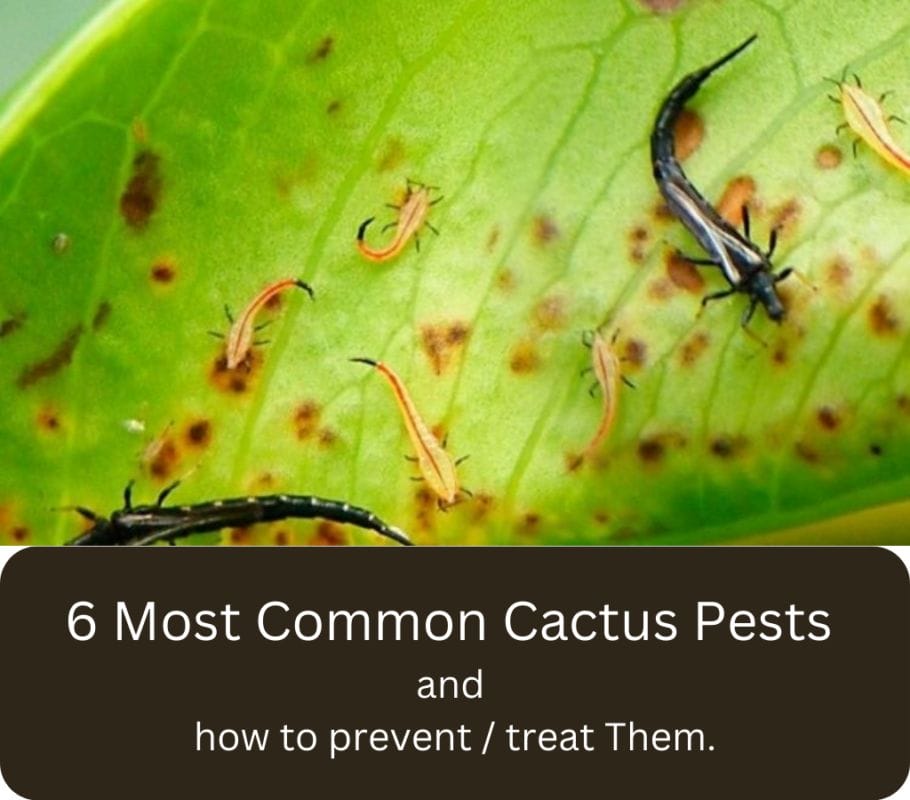 6 Most Common Cactus Pests And How To Prevent Treat Them