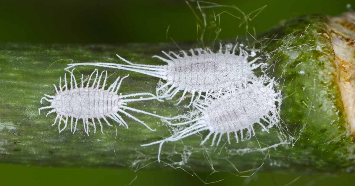 How To Identify And Control Mealybugs Fb