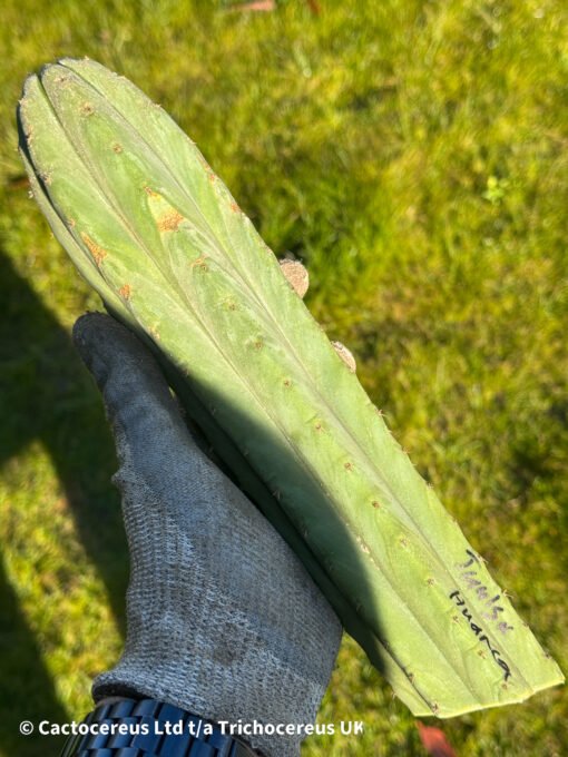 Tr. Pachanoi 'Juuls Giant' X Tr. Peruvianus 'Huancabamba' Cuts