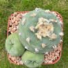 Lophophora Williamsii 18 Years Old 1