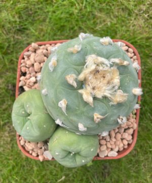 Lophophora williamsii 18 Years Old 1