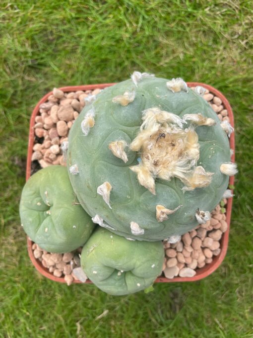 Lophophora Williamsii 18 Years Old 1