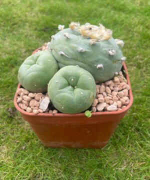 Lophophora Williamsii 18 Years Old 2