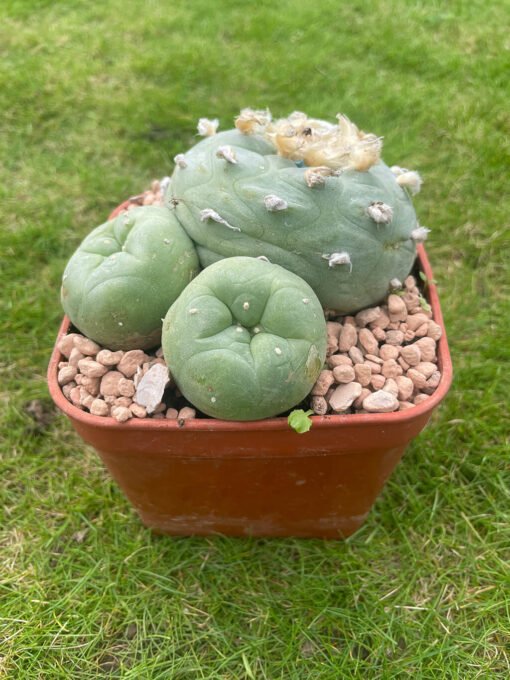 Lophophora Williamsii 18 Years Old 2