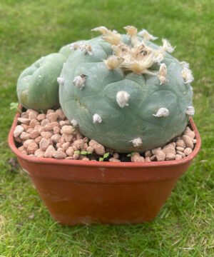 Lophophora Williamsii 18 Years Old 3