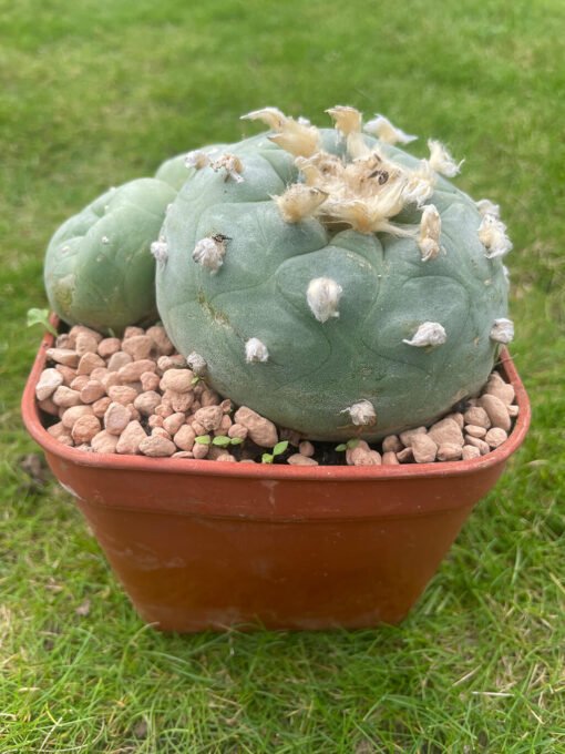 Lophophora Williamsii 18 Years Old 3