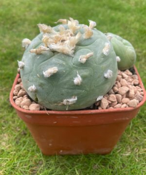 Lophophora Williamsii 18 Years Old 4