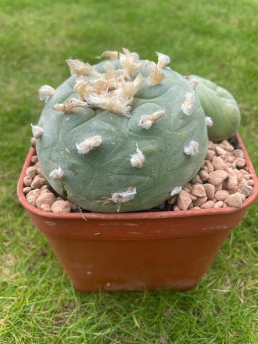 Lophophora Williamsii 18 Years Old 4