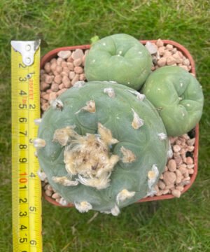 Lophophora Williamsii 18 Years Old 5