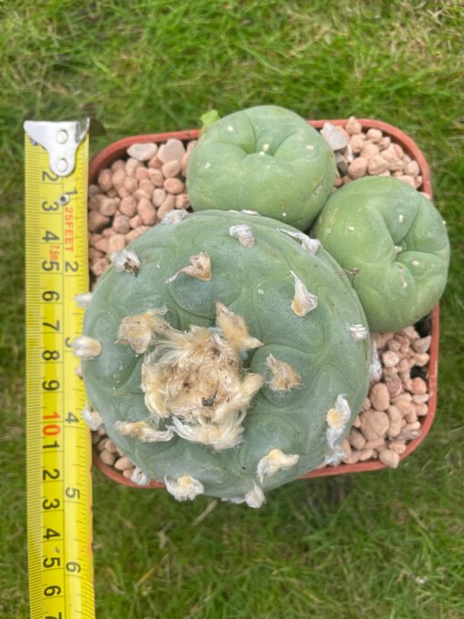 Lophophora Williamsii 18 Years Old 5