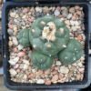 Lophophora Williamsii 4 Head 1