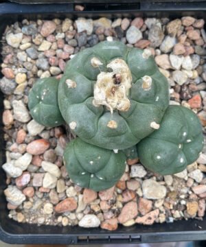 Lophophora williamsii 4 head 1