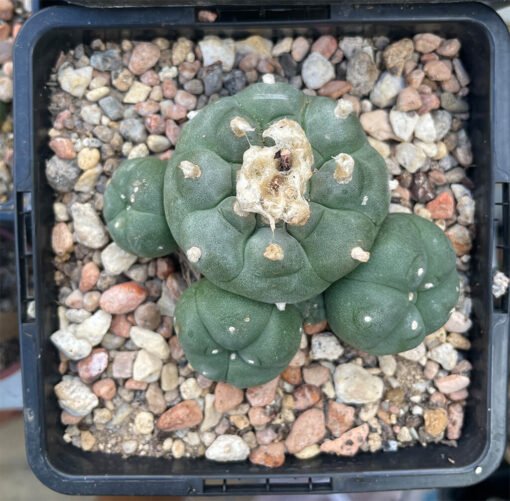 Lophophora Williamsii 4 Head 1