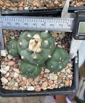 Lophophora Williamsii 4 Head 2