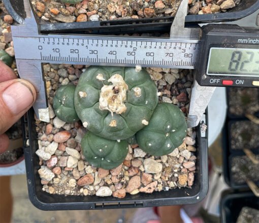 Lophophora Williamsii 4 Head 2