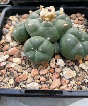 Lophophora Williamsii 4 Head 3