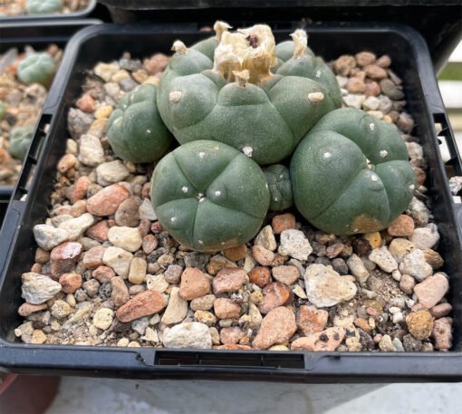 Lophophora Williamsii 4 Head 3