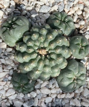 Lophophora Williamsii 6 Head 1