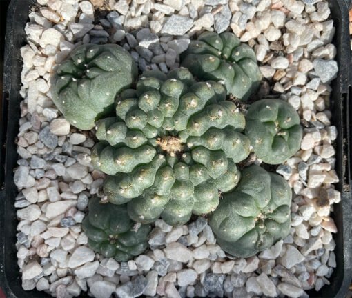 Lophophora Williamsii 6 Head 1