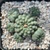 Lophophora Williamsii 6 Head 2