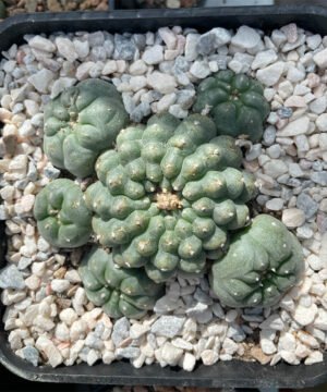 Lophophora williamsii 6 head 2