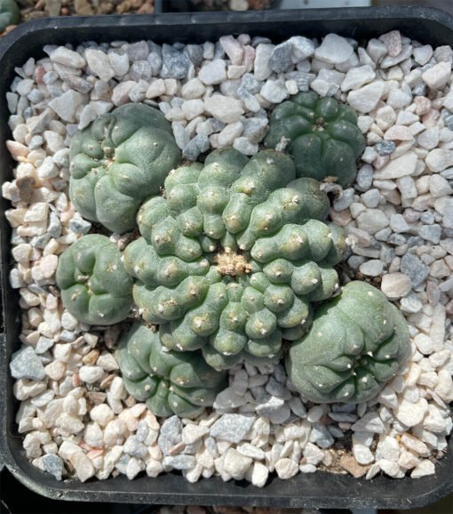 Lophophora Williamsii 6 Head 2