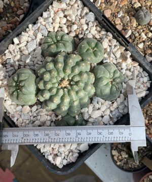 Lophophora Williamsii 6 Head 3