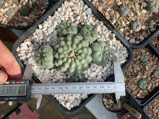 Lophophora Williamsii 6 Head 3