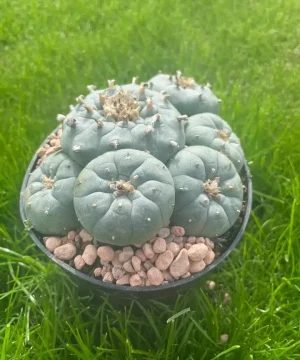 Lophophora Williamsii Stargate 1