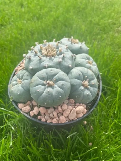 Lophophora Williamsii Stargate 1