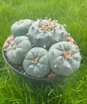 Lophophora Williamsii Stargate 2