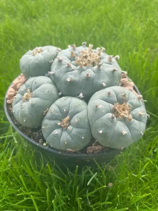 Lophophora Williamsii Stargate 2