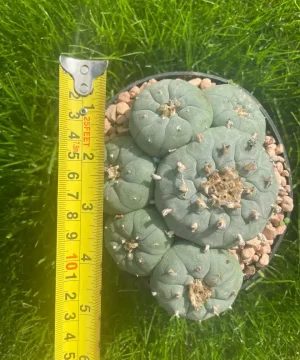 Lophophora Williamsii Stargate 3