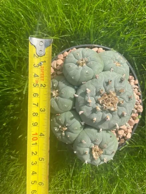 Lophophora Williamsii Stargate 3