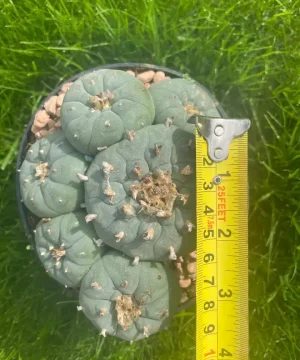 Lophophora Williamsii Stargate 4