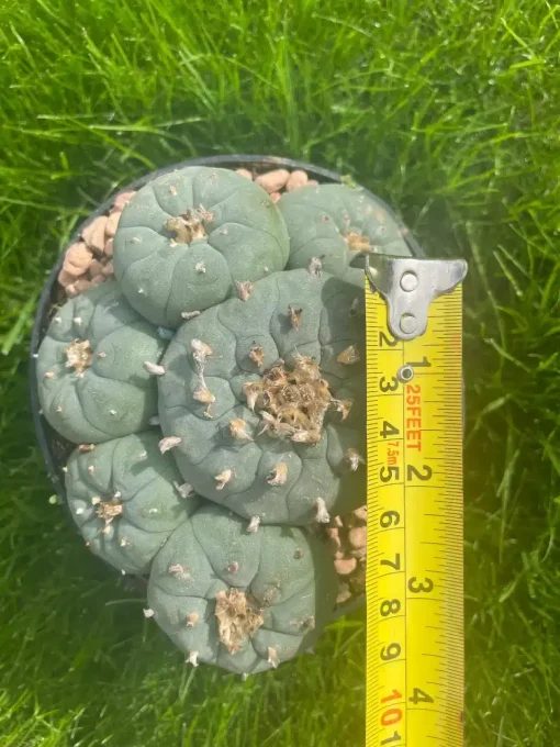 Lophophora Williamsii Stargate 4