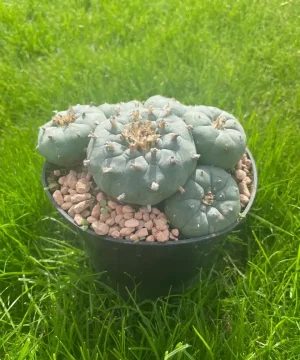 Lophophora Williamsii Stargate 5