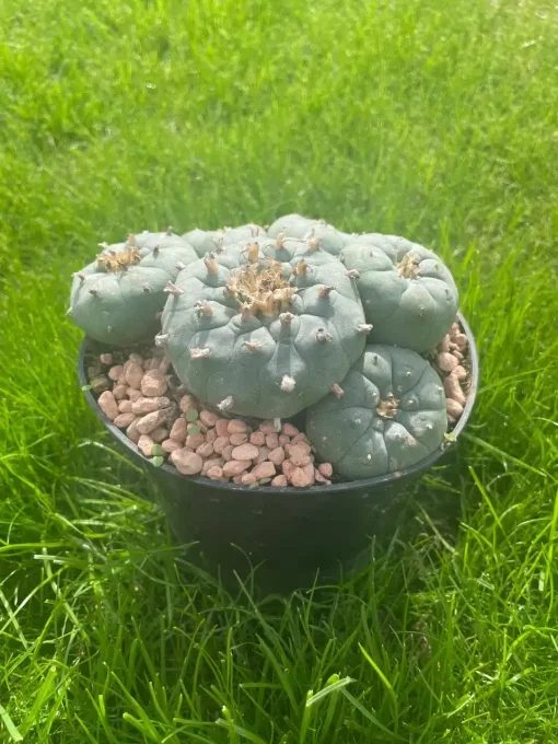 Lophophora Williamsii Stargate 5