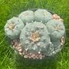 Lophophora Williamsii Stargate 6