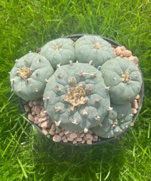 Lophophora williamsii Stargate 6