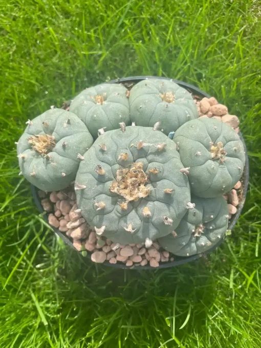 Lophophora Williamsii Stargate 6