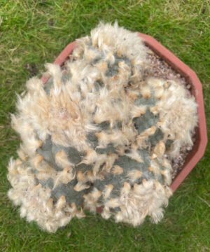 Lophophora Williamsii Fluffy 1